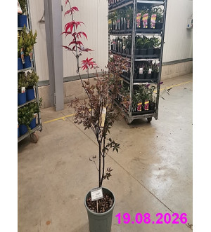 Acer palm. 'Atropurpureum' C 10 L